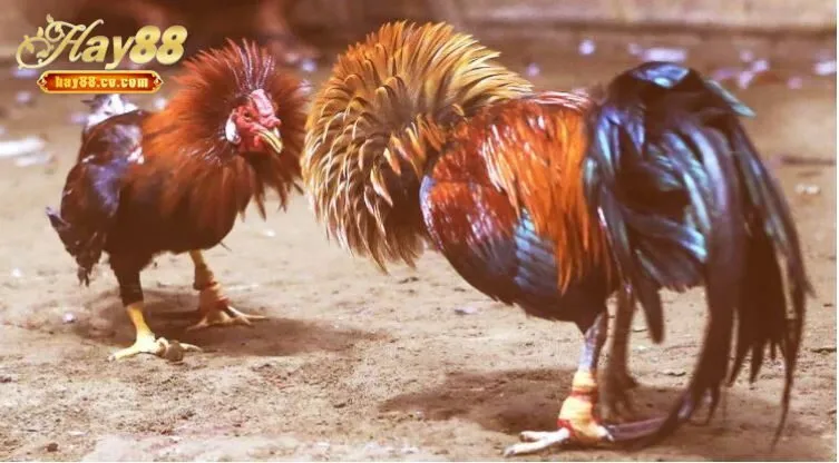 Cá cược Đá Gà Cựa Sắt với 3 cơ hội