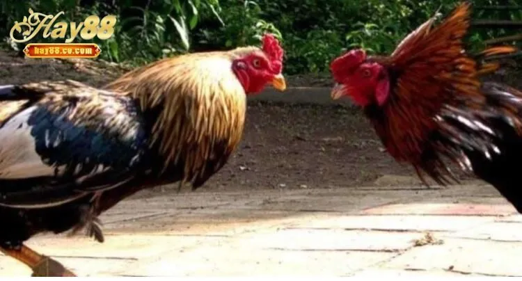 Đá Gà Cựa Sắt