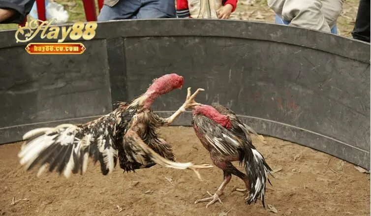 Cách lựa chọn Đá Gà Hầu Kiềng chuẩn