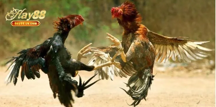 Cách nhận biết thắng thua Đá Gà Thomo