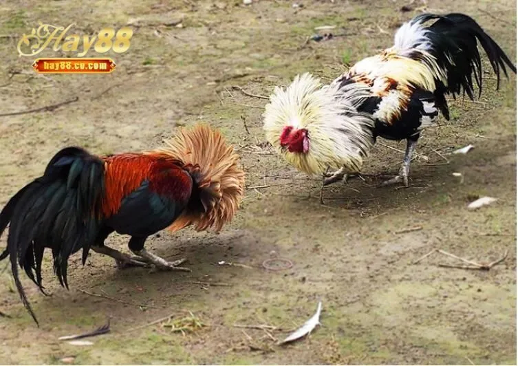 Kỹ thuật huấn luyện và cách chăm sóc gà tre Thomo