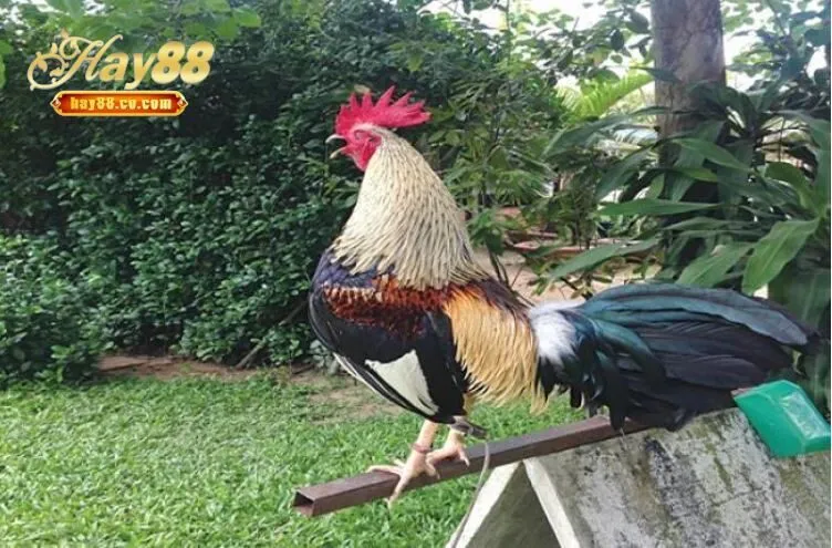 Giá trị và văn hóa của Đá Gà Tre